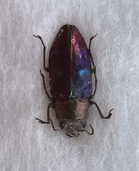 Chrysobothris vitalisi