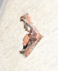 Eutelia pulcherrimus