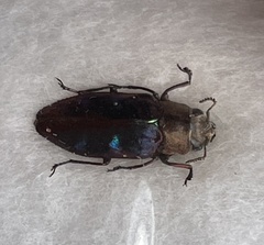Chrysobothris vitalisi