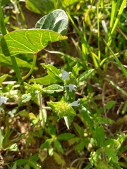 Richardia grandiflora