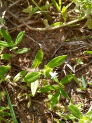 Richardia grandiflora