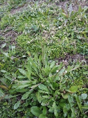 Capsella bursa-pastoris