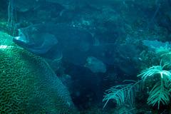 Mycteroperca venenosa