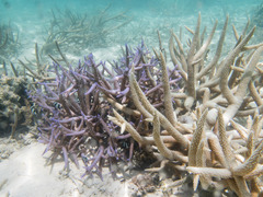 Acropora intermedia