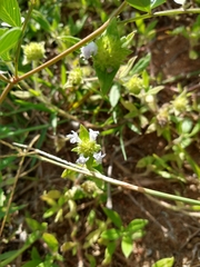 Richardia grandiflora
