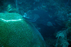 Mycteroperca venenosa