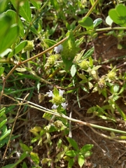 Richardia grandiflora