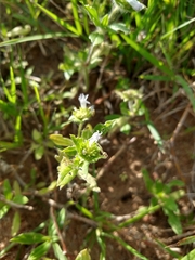 Richardia grandiflora
