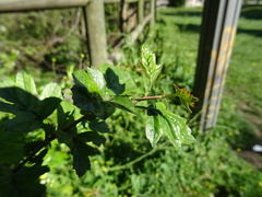 Crataegus monogyna