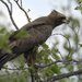 Wahlberg's Eagle - Photo (c) Pim, some rights reserved (CC BY-NC)