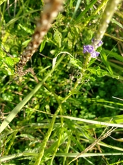 Stachytarpheta angustifolia
