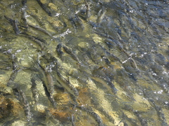 Alosa pseudoharengus