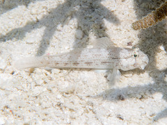 Gnatholepis anjerensis