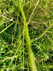 Stachytarpheta angustifolia