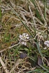 Noccaea caerulescens