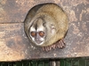Panamanian Night Monkey - Photo (c) Ali Eminov, some rights reserved (CC BY-NC)