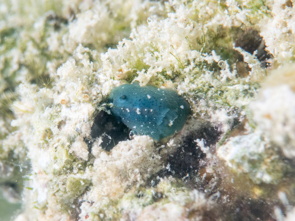 Doriopsis pecten