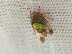 Smilia camelus