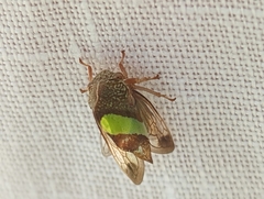 Smilia camelus