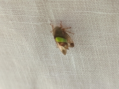 Smilia camelus