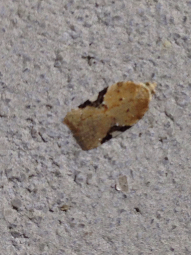 Acleris cervinana photo 2