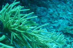 Hypoplectrus randallorum