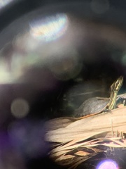 Deirochelys reticularia chrysea image