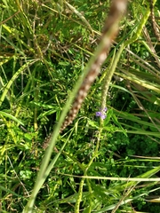 Stachytarpheta angustifolia