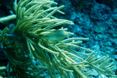 Hypoplectrus randallorum