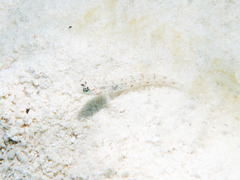 Vanderhorstia ornatissima