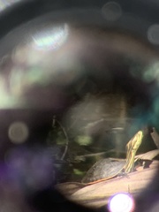 Deirochelys reticularia chrysea image
