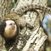 Geoffroy’s Tufted-ear Marmoset - Photo (c) Paulo B. Chaves, some rights reserved (CC BY-NC-SA)