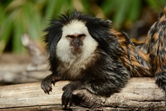 White-Headed Marmoset photo 2