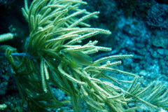 Hypoplectrus randallorum