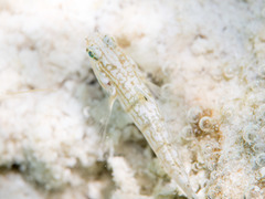 Amblygobius semicinctus