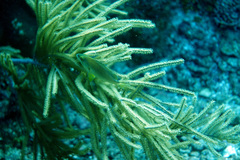 Hypoplectrus randallorum