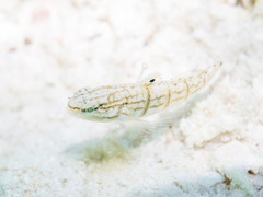 Amblygobius semicinctus