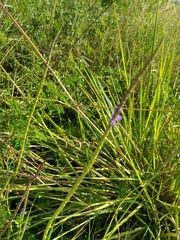 Stachytarpheta angustifolia