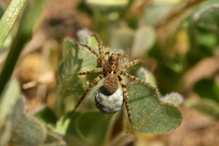 Pardosa morosa