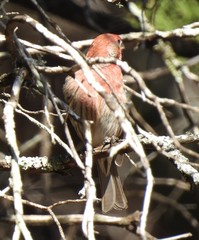 Haemorhous mexicanus