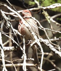 Haemorhous mexicanus