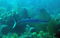 Scomberomorus regalis