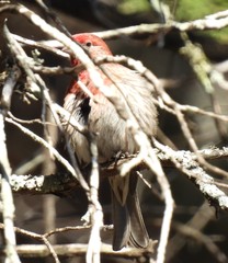 Haemorhous mexicanus