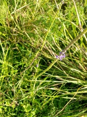 Stachytarpheta angustifolia