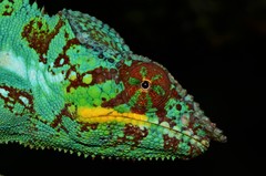 Panther Chameleon photo 5