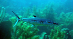 Scomberomorus regalis