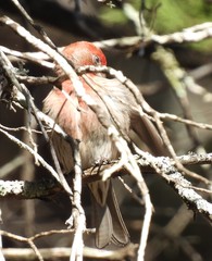 Haemorhous mexicanus