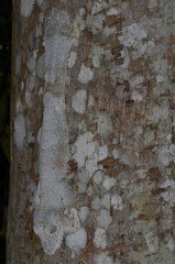 Uroplatus