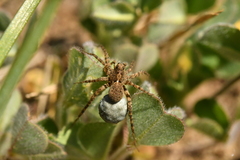 Pardosa morosa