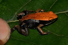 Mantella ebenaui